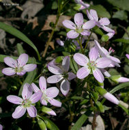 Image of Virginia springbeauty