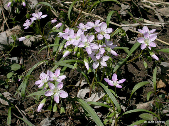 Image of Virginia springbeauty