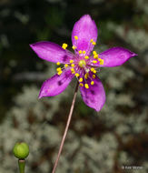 Imagem de Phemeranthus mengesii (W. Wolf) Kiger