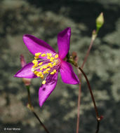 Imagem de Phemeranthus mengesii (W. Wolf) Kiger