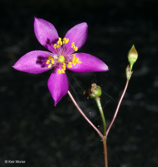 Image of Menges' fameflower