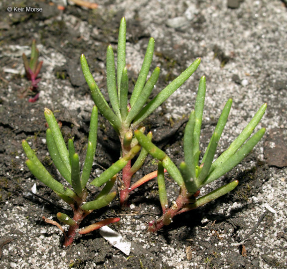 Image of Menges' fameflower