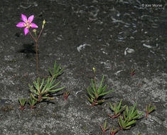 Image of Menges' fameflower