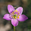 Image of prairie fameflower