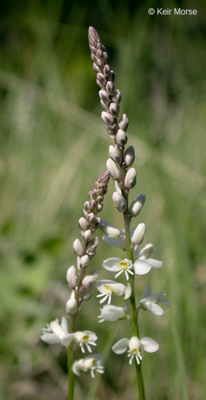 Image of white milkwort