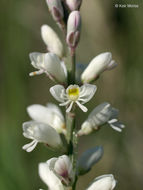 Image of white milkwort