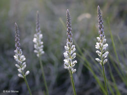 Image of white milkwort