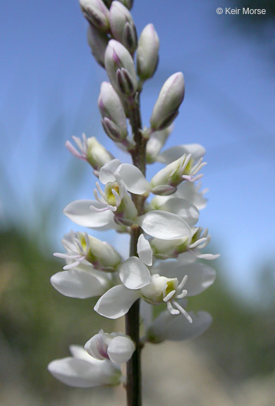 Image of white milkwort