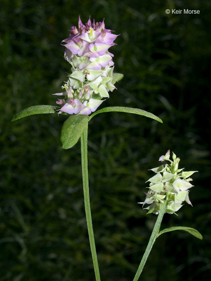 Plancia ëd Polygala cruciata L.