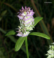 Plancia ëd Polygala cruciata L.