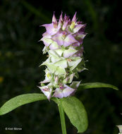 Plancia ëd Polygala cruciata L.