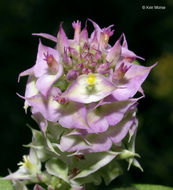 Plancia ëd Polygala cruciata L.