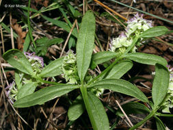 Plancia ëd Polygala cruciata L.