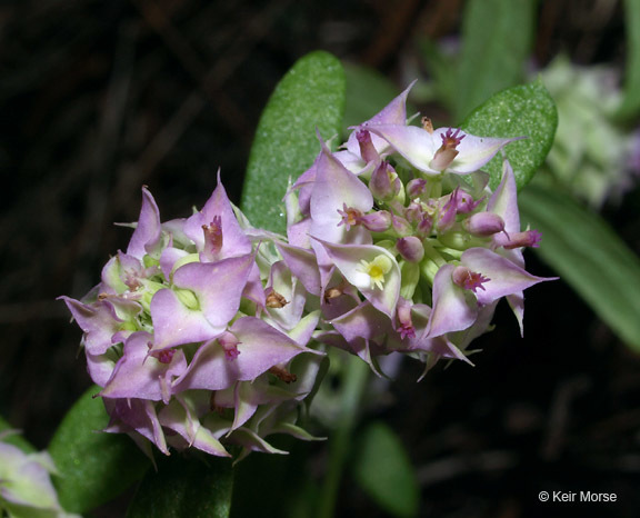 Plancia ëd Polygala cruciata L.