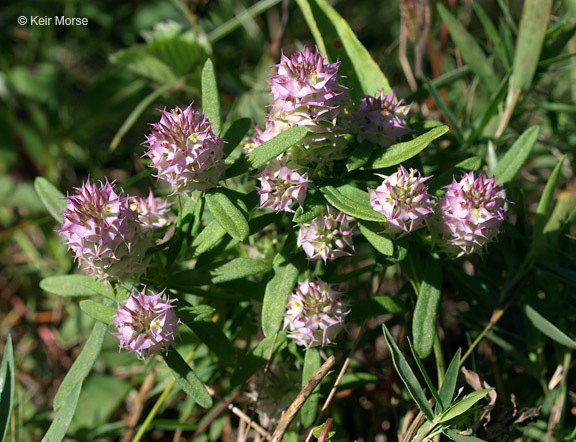 Plancia ëd Polygala cruciata L.