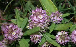 Plancia ëd Polygala cruciata L.