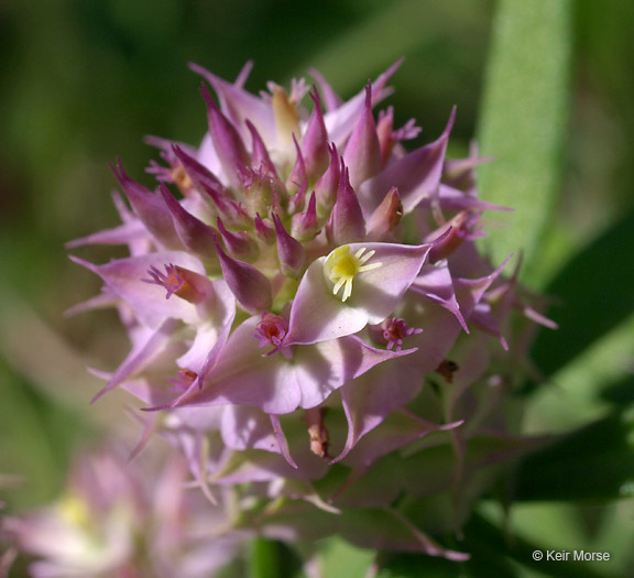 Plancia ëd Polygala cruciata L.