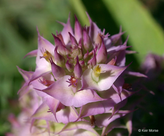 Plancia ëd Polygala cruciata L.