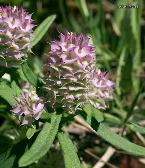 Plancia ëd Polygala cruciata L.