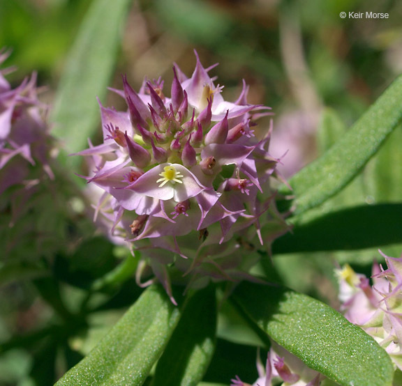 Plancia ëd Polygala cruciata L.