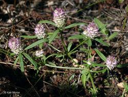 Plancia ëd Polygala cruciata L.