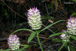 Plancia ëd Polygala cruciata L.