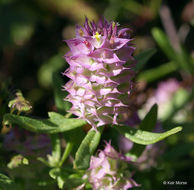 Plancia ëd Polygala cruciata L.