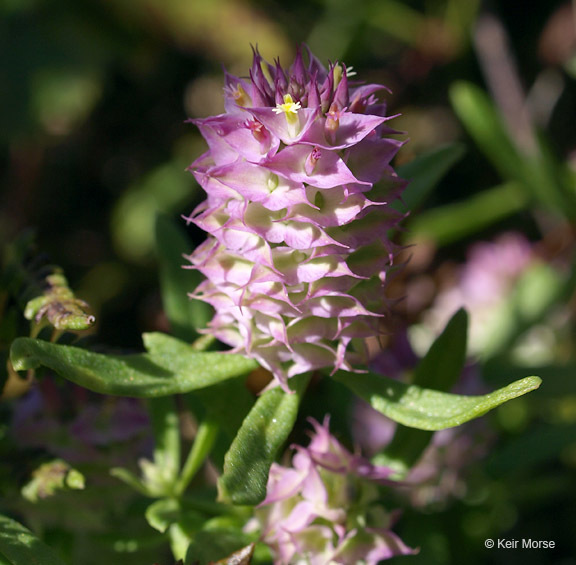 Plancia ëd Polygala cruciata L.