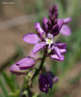 Image of Racemed Milkwort