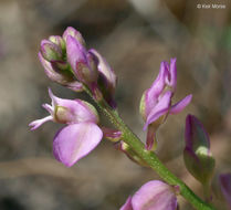 Image of Racemed Milkwort