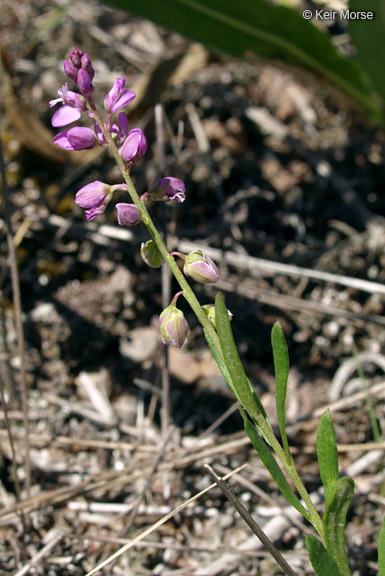 Image of Racemed Milkwort