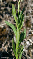 Image of Racemed Milkwort