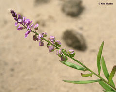 Image of Racemed Milkwort