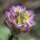 Image de Polygala sanguinea L.