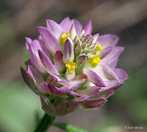 Image of blood milkwort