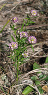 Image of blood milkwort