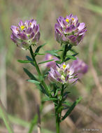 Image of blood milkwort