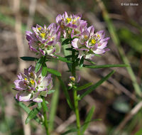 Image of blood milkwort