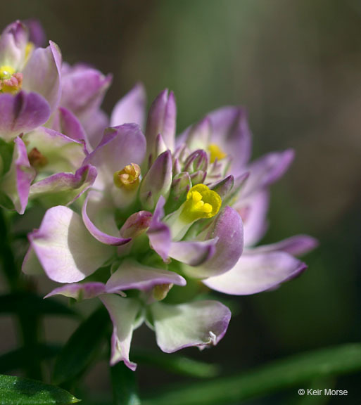 Image of blood milkwort