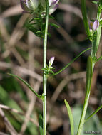 Image of blood milkwort