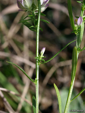 Image of blood milkwort