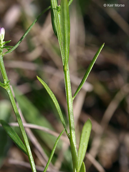 Image of blood milkwort