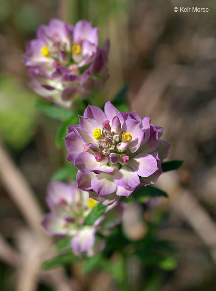 Image of blood milkwort