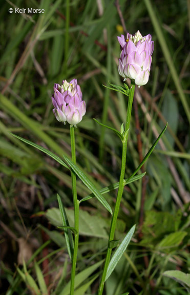 Image of blood milkwort