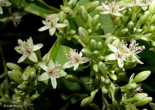 Image of American buckwheat vine