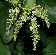 Image of American buckwheat vine