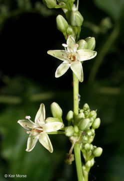 Image of American buckwheat vine