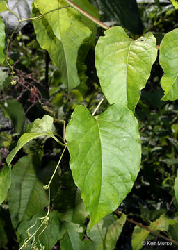 Image of American buckwheat vine