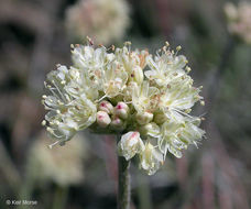 Image of fewflower buckwheat