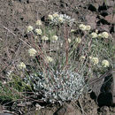 Image of fewflower buckwheat